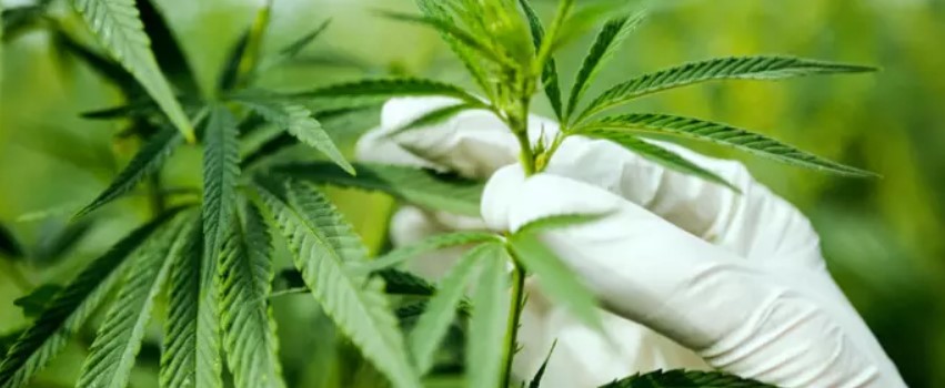 A Contradicting Australian Research Study