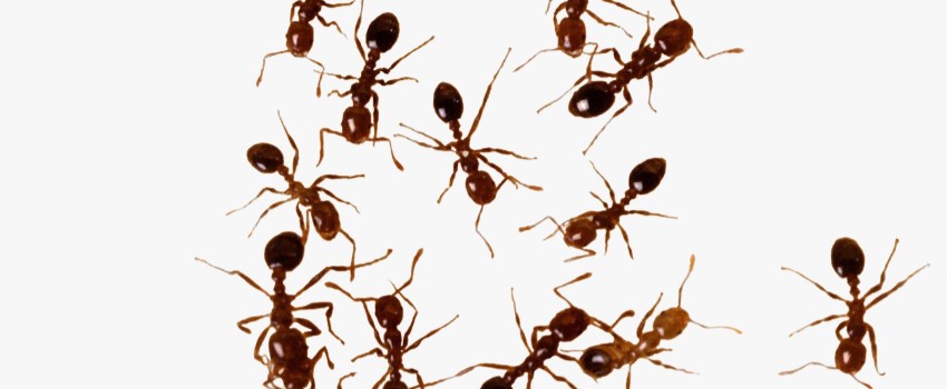 Ants Crawling on Plants