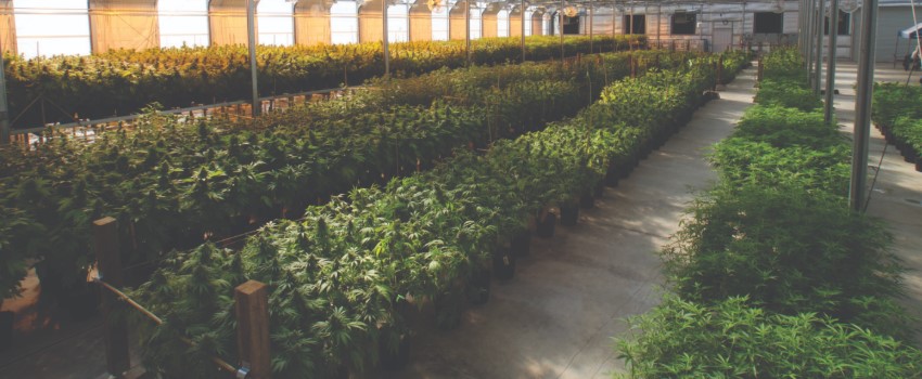 Cannabis CultivationBusiness