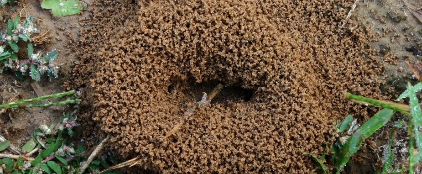 Earthy Mounds Around the Plants