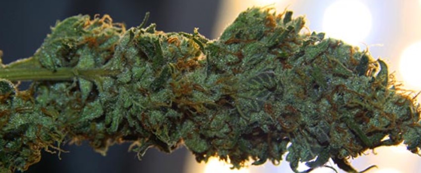 Fast-curing buds