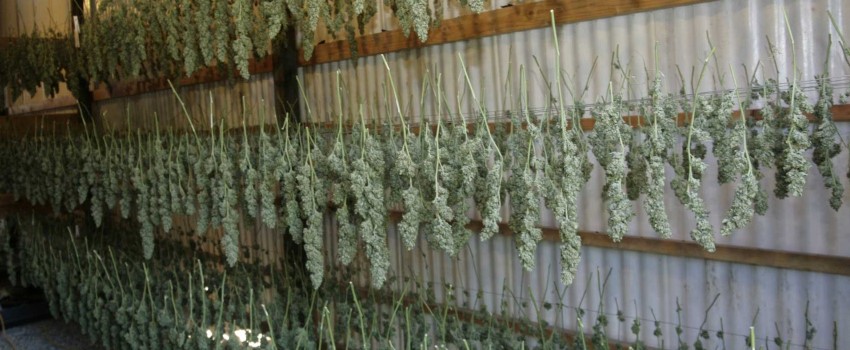 Hanging Your Buds
