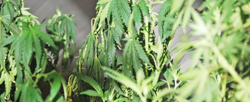 Pale and Drooping Plants
