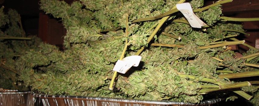 Preparing to Dry Your Crop
