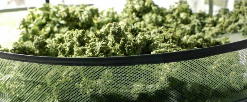 Why You Should Cure Marijuana