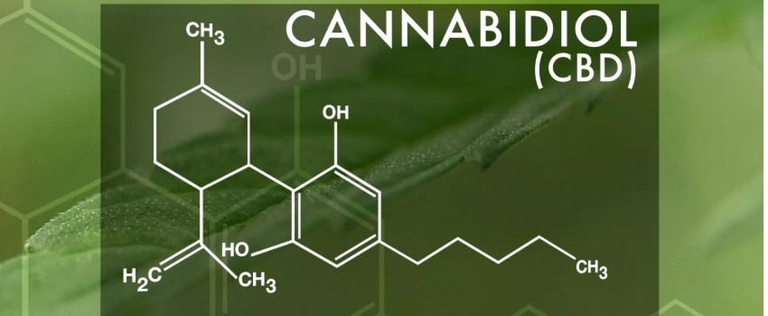 CBD Also Contains Therapeutic Quality for Schizophrenia