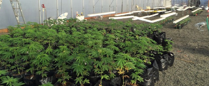 Calaveras County cannabis farmers