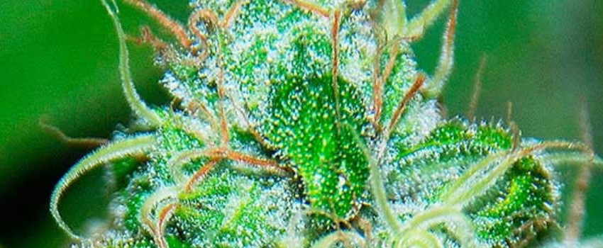 Fruity Chronic Juice Adverse Reaction