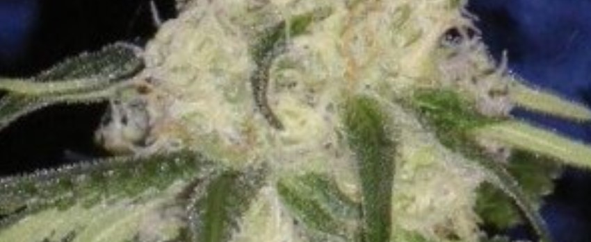 Fruity Chronic Juice Effects