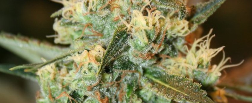 Fruity Chronic Juice Medical