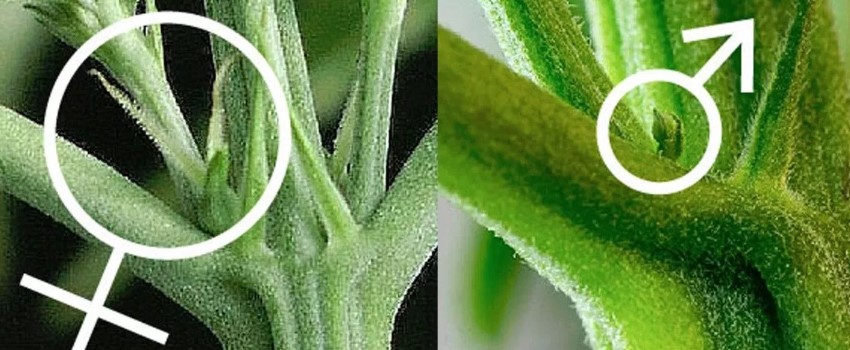 Identifying the Sex of Your Plants