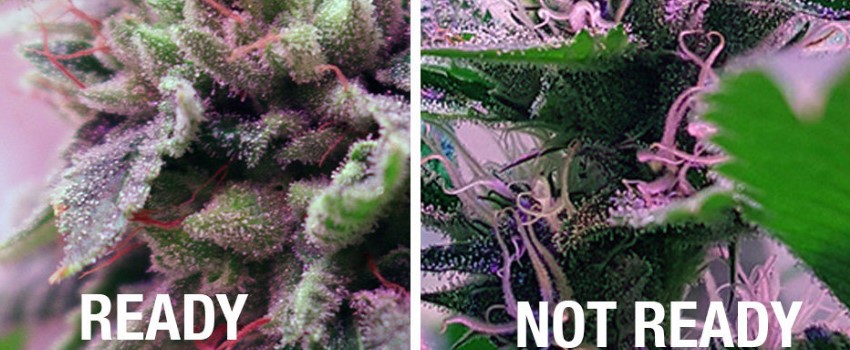 Know When to Harvest