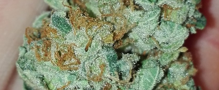 Maui Pineapple Chunk Effects