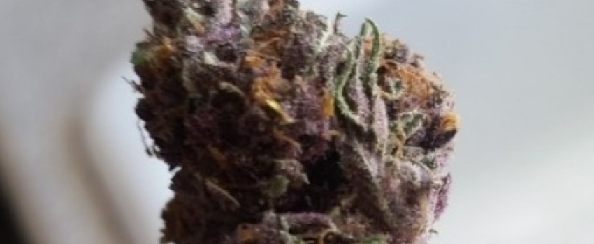 Predator Pink Medical