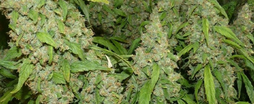 Preparing Your Plants for Harvest