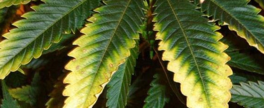 Preventing Nutrient Burn