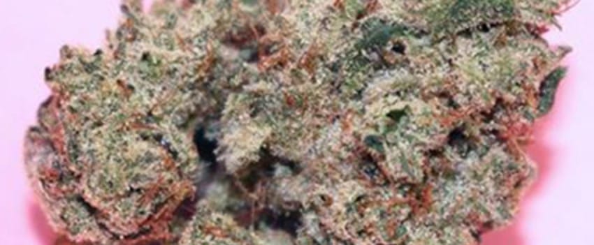 Snow Lotus Adverse Reaction