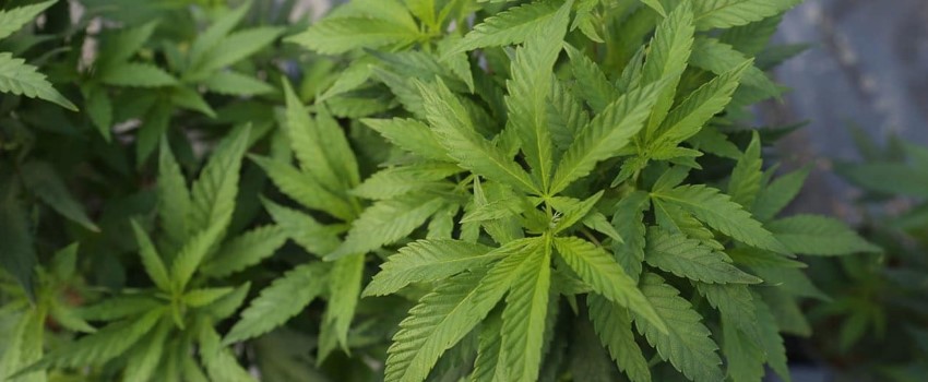 Specific growing laws