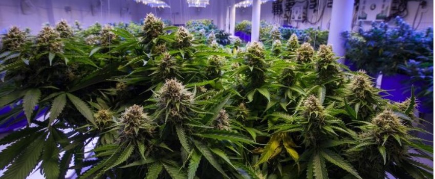 Specific growing laws