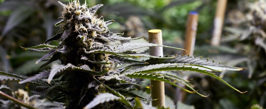 Specific growing laws