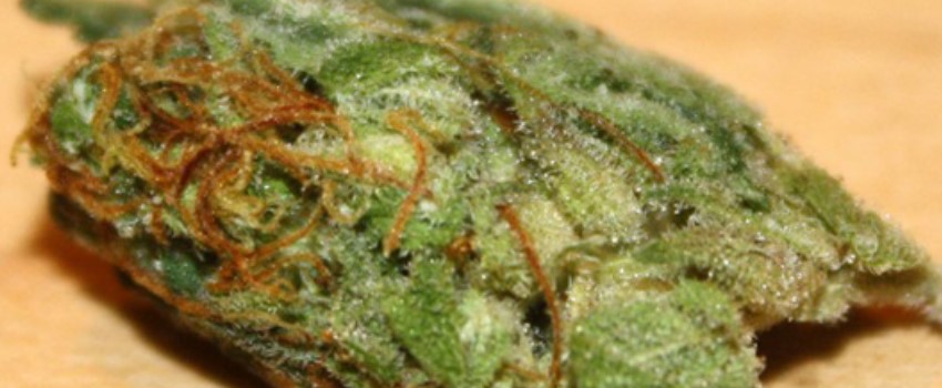 Swiss Sativa Effects
