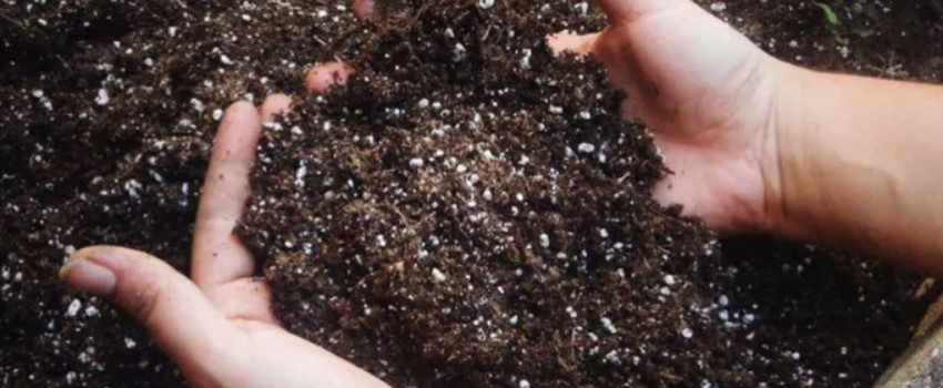 The Importance of Soil