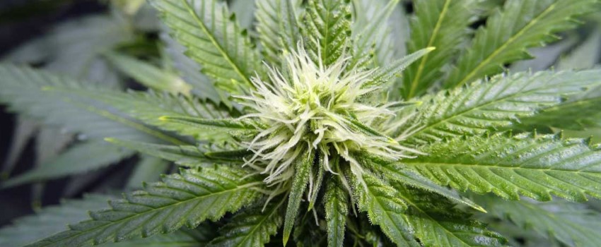 The Second Month of Flowering