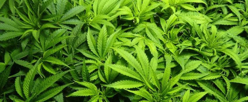 Training in the beginning of the flowering stage