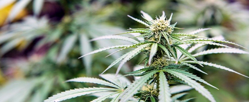 Trigger the Flowering Stage