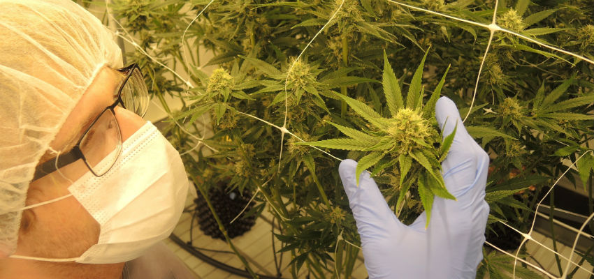 5 resources cannabis industry job