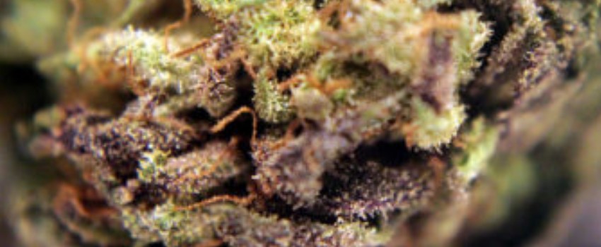 A note on CBD Strain