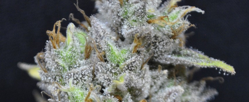 CBD Mango Haze Adverse Reaction