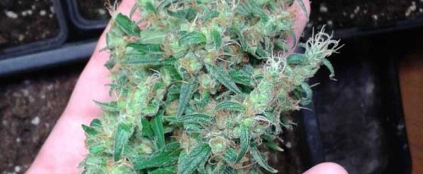 CBD Mango Haze Effects