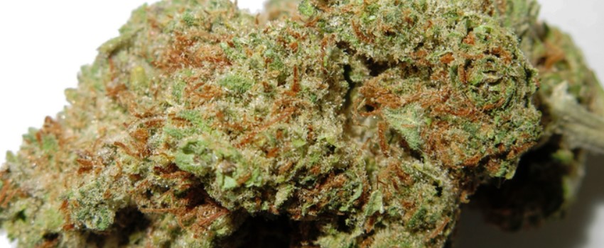 Cherry Diesel Adverse Reaction
