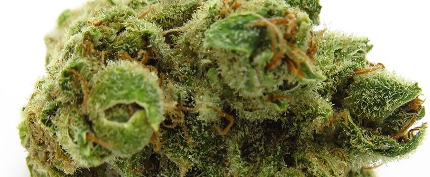 Day Tripper Medical