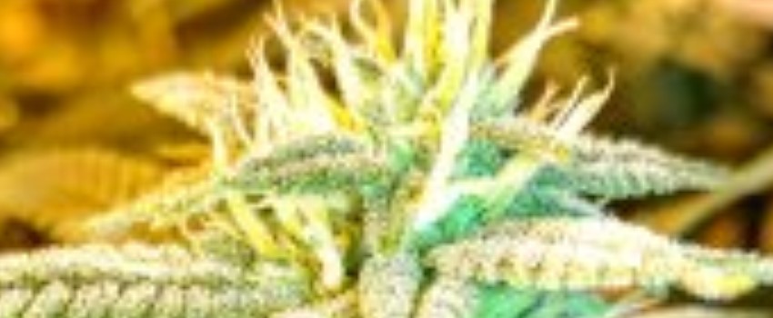 Do-Over OG Effects