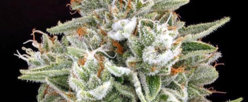 Do-Over OG Medical