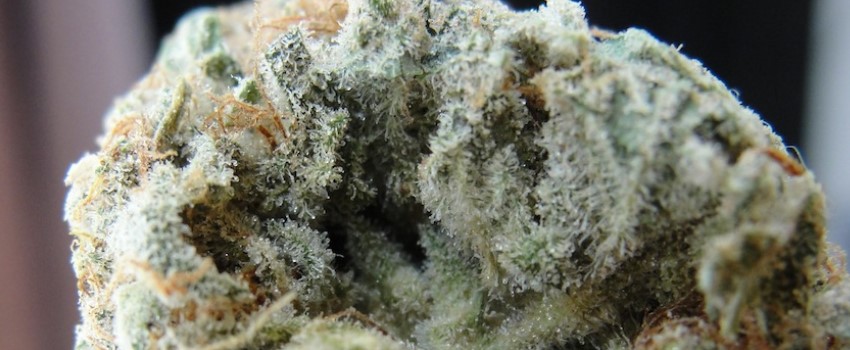 Frosted Freak Medical