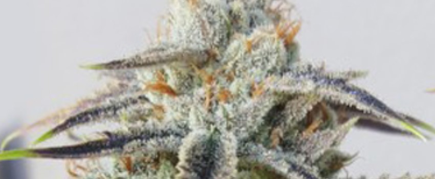 Jenny Kush Adverse Reaction