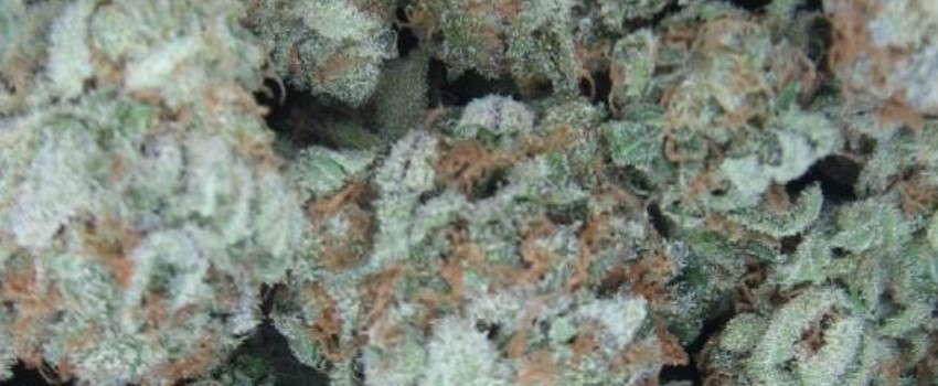 Jenny Kush Effects