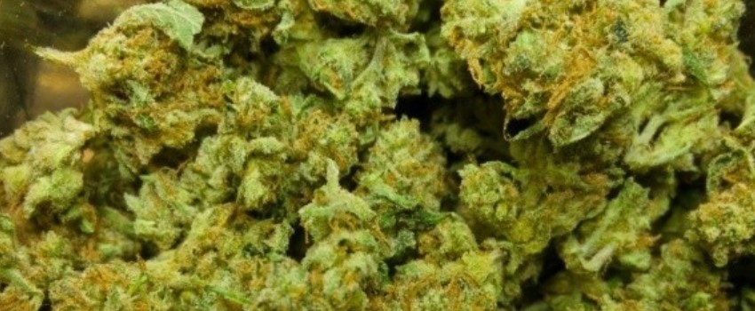 Jenny Kush Medical