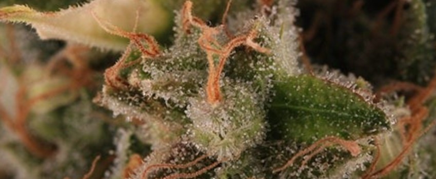 Kali Dog Medical