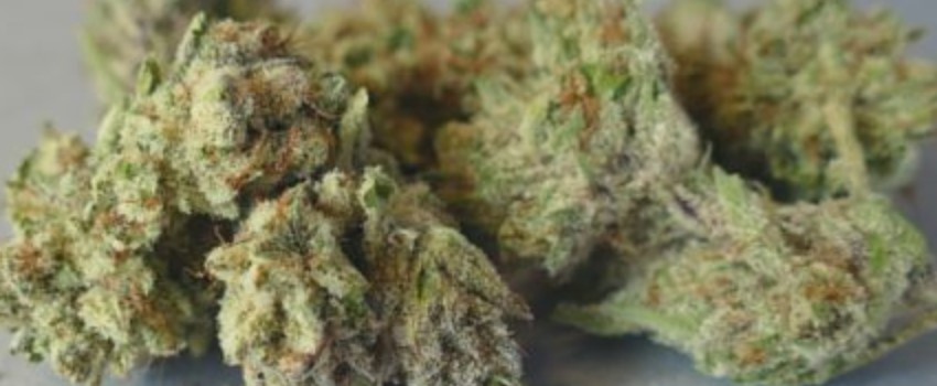 LA Chocolat Medical