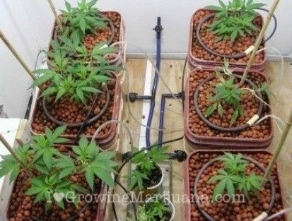 Rinsing Your Hydro Growing Medium