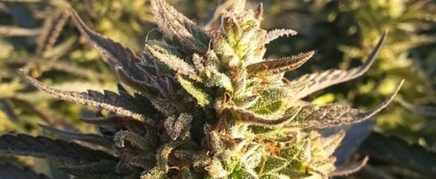 Sour Poison Medical