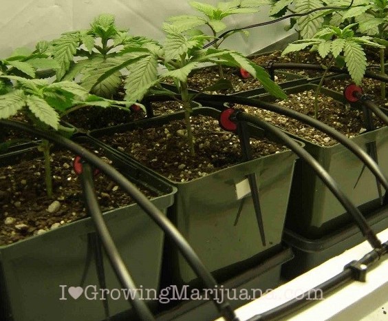 Use A Reservoir or a Drip System