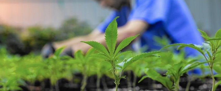 What is Medical Marijuana
