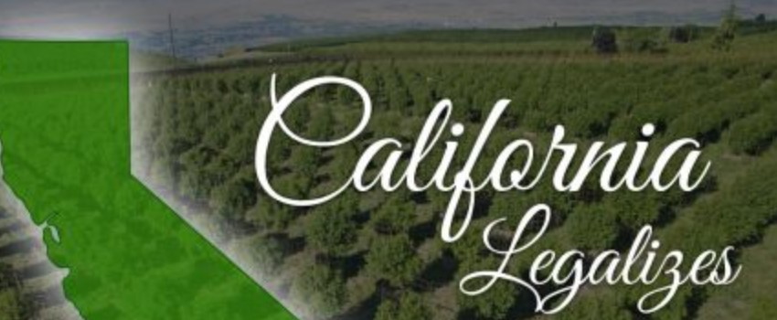 California marijuana licenses