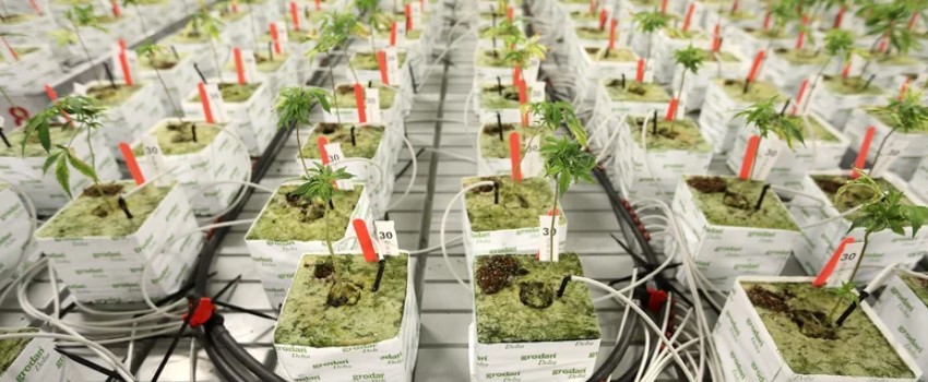 Cannabis Cultivation Course