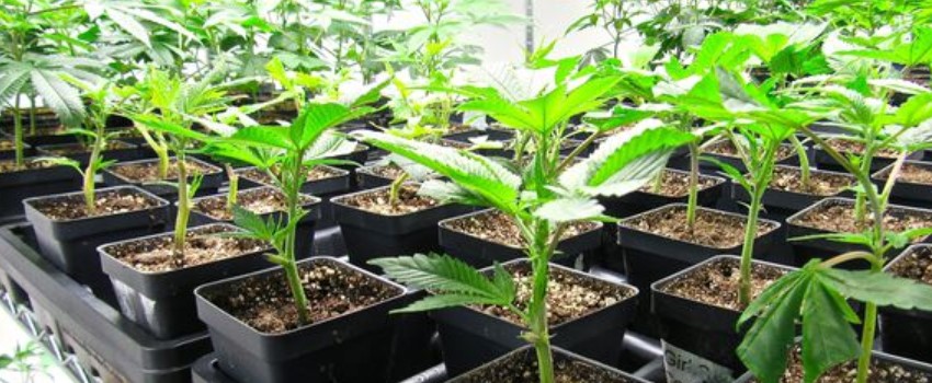 Caring for your baby clones
